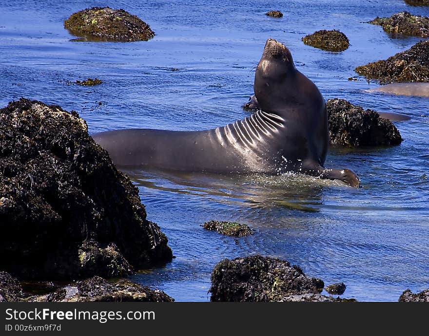 Elephant Seal