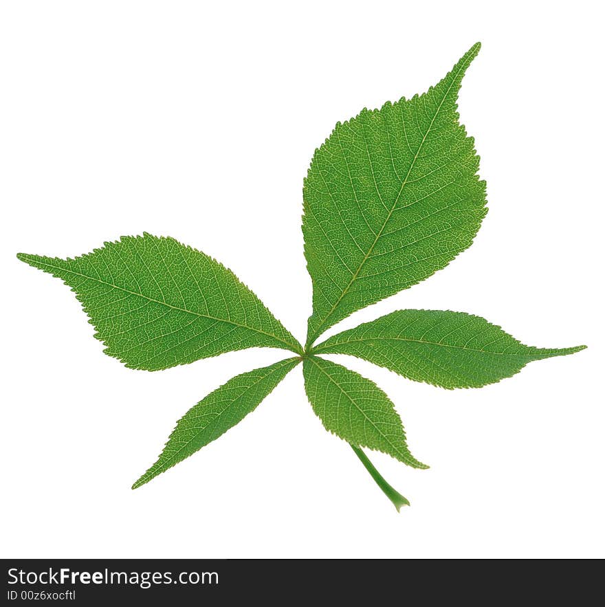 Green leaf single isolated object over white. Green leaf single isolated object over white