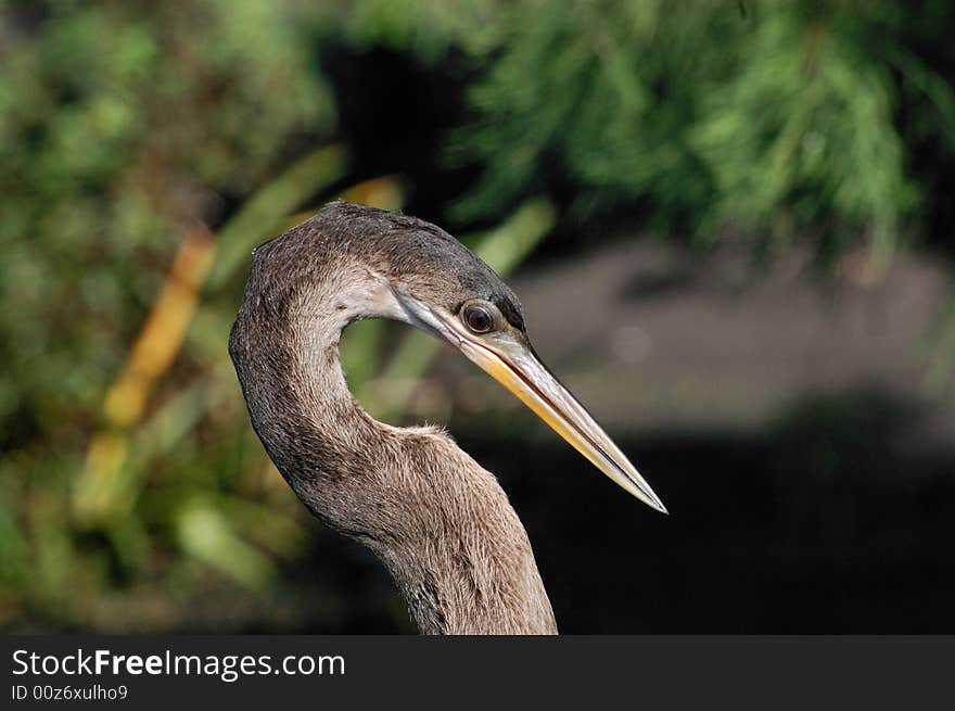 Brown Bird Face