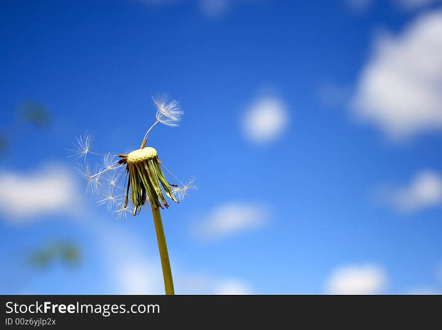 Beautiful dandelion