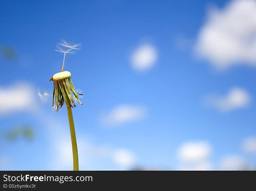 Beautiful Dandelion