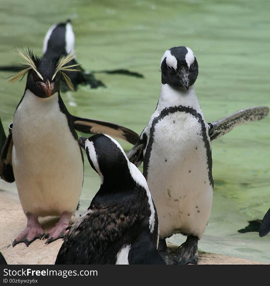 A group of different penguins