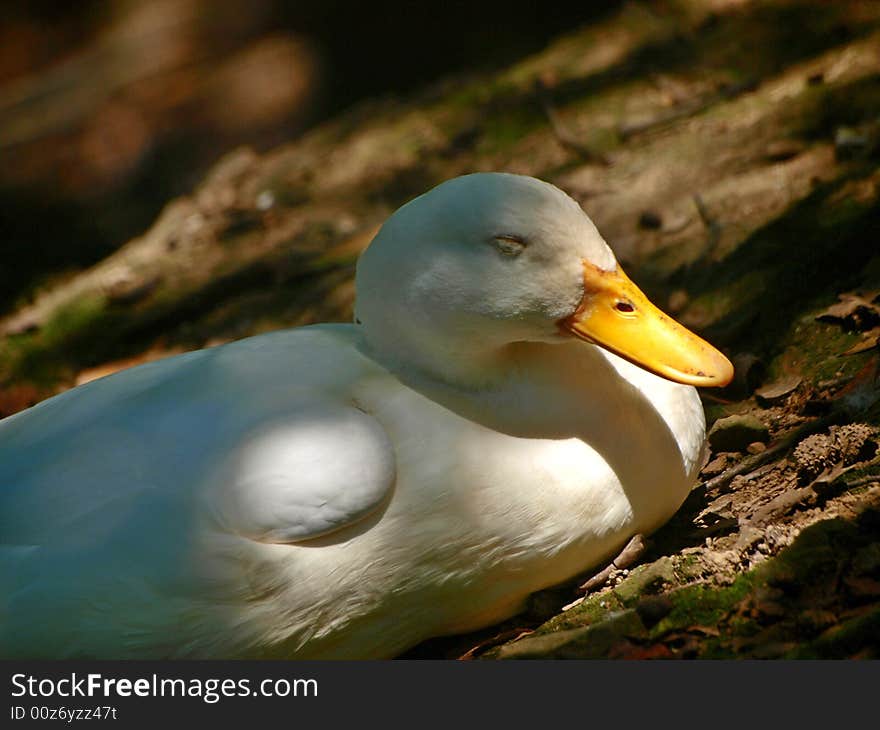 Sleeping duck