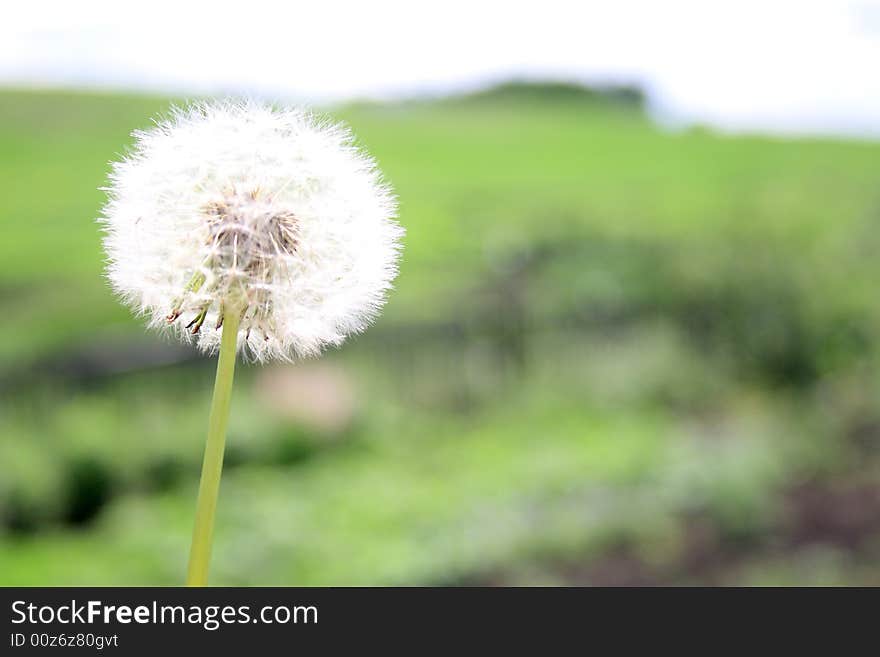 Beautiful dandelion on field green