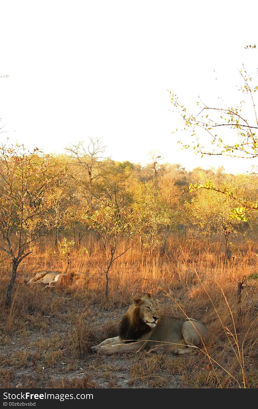 Lion in Sabi Sands Reserve, South Africa