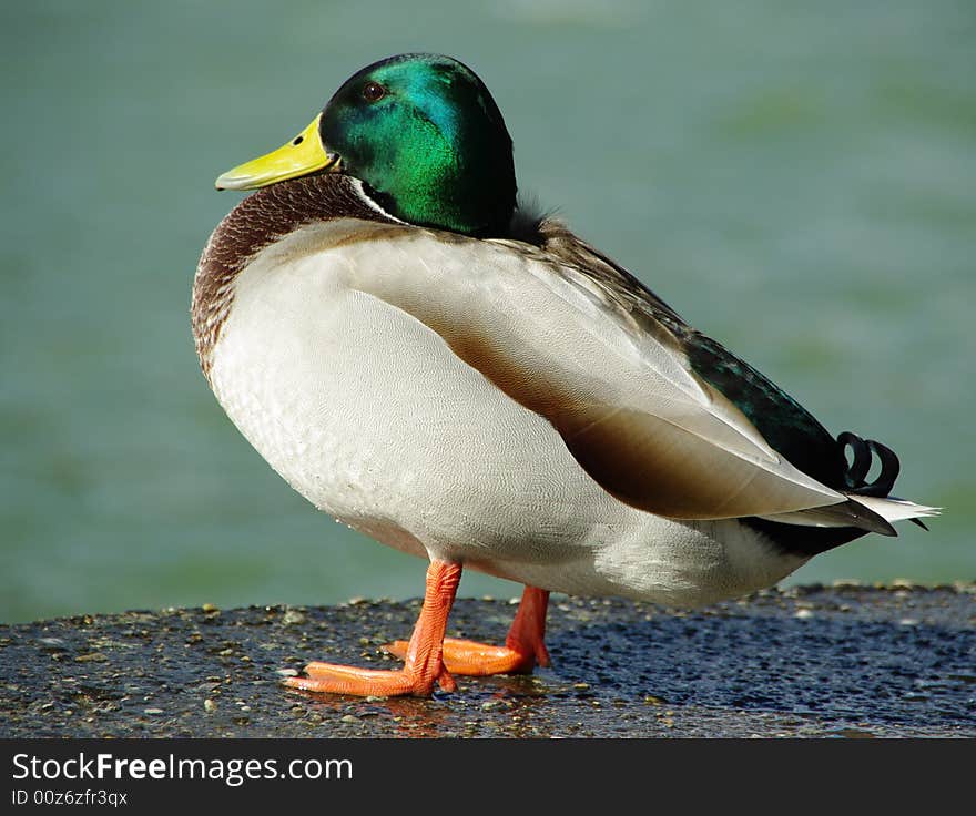 Animal, back, be aware, bird, blue, nature, nut, portage, sea, duck, baby, transport, water. Animal, back, be aware, bird, blue, nature, nut, portage, sea, duck, baby, transport, water