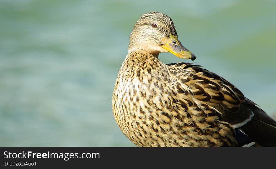 Female duck macro shot grass green