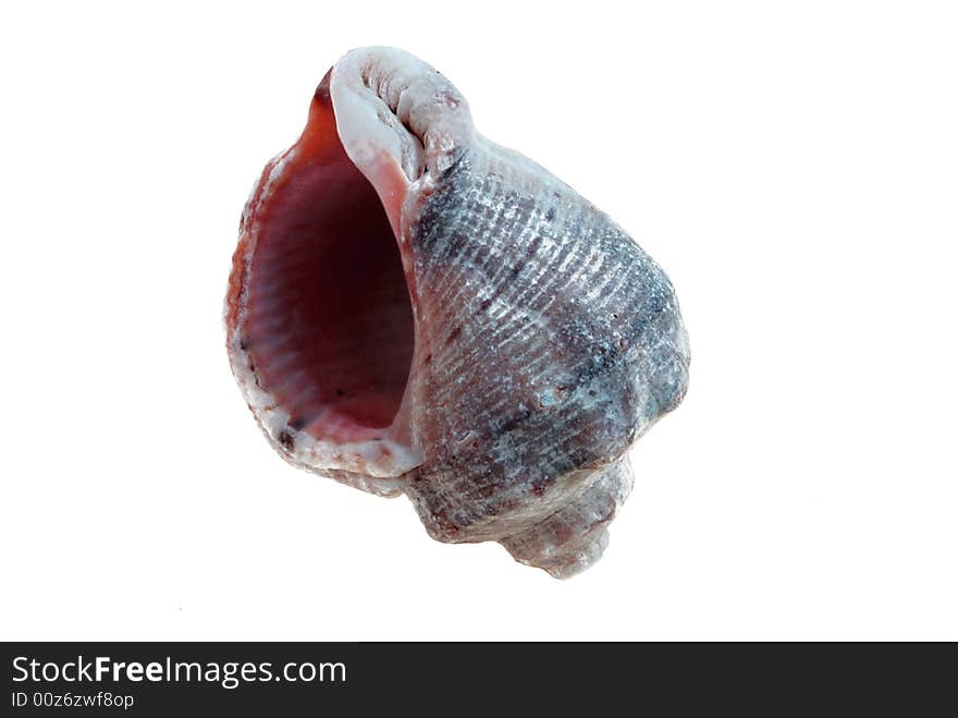 Marine shell, neat from a bottom exterminating