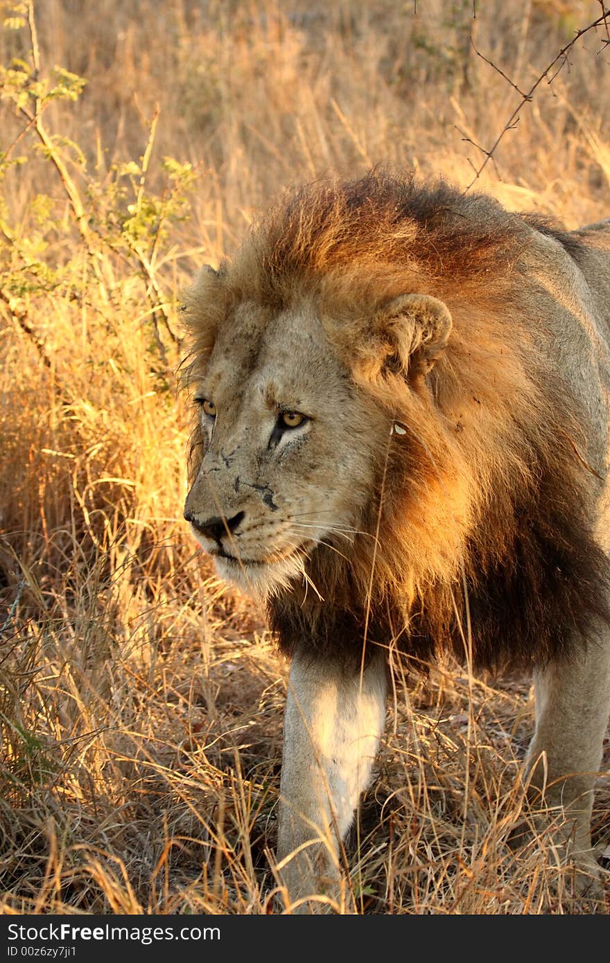 Lion in Sabi Sands Reserve, South Africa