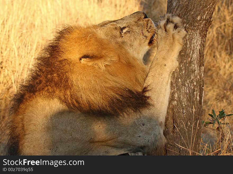 Lion in Sabi Sands Reserve, South Africa