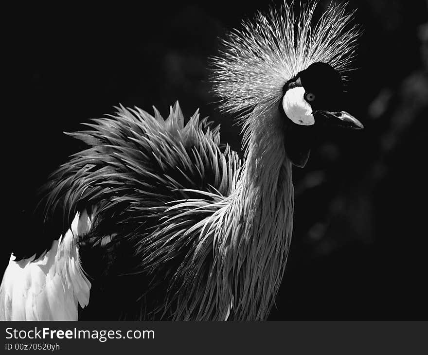 A beautiful close up of a crowned crane