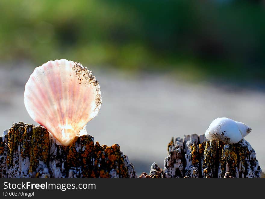 Iluminated scallop shell resting on an old wooden post on the beach. Iluminated scallop shell resting on an old wooden post on the beach