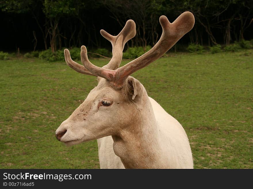 Deer