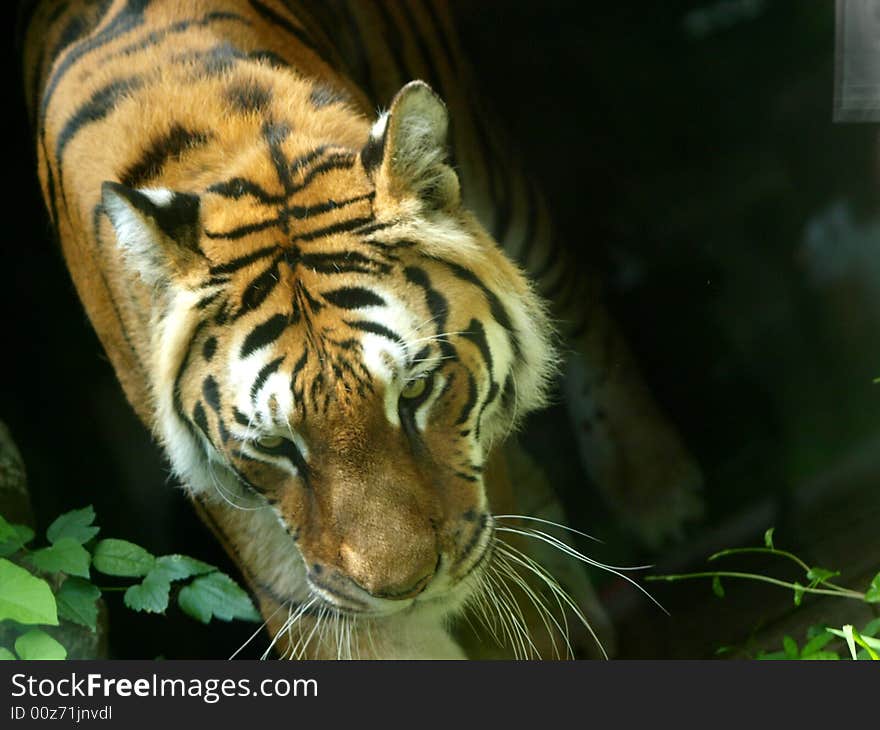 Image of an beautiful tiger