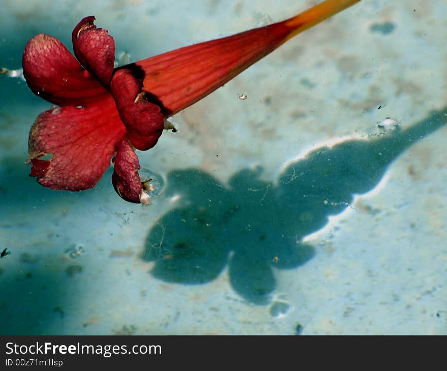 Flower In Water