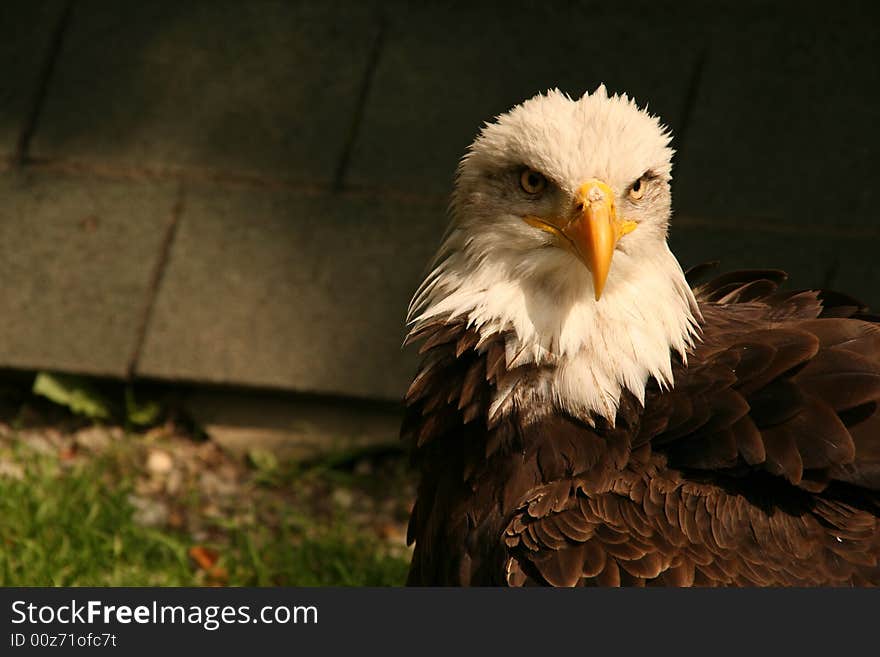 White-tailed eagle