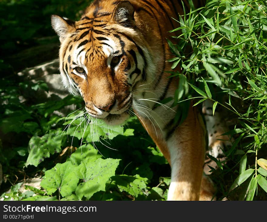 Image of an beautiful tiger