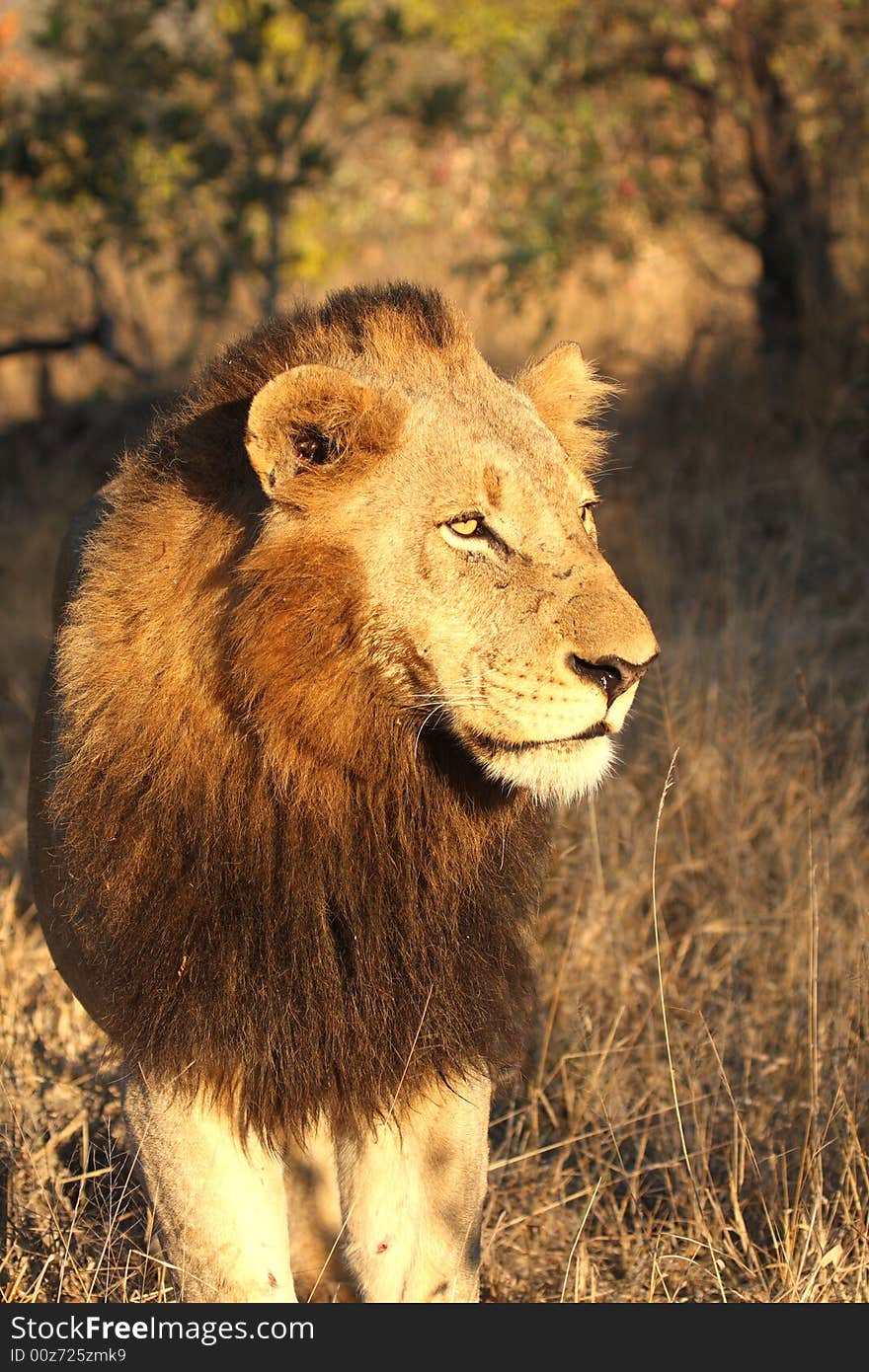 Lion in Sabi Sands