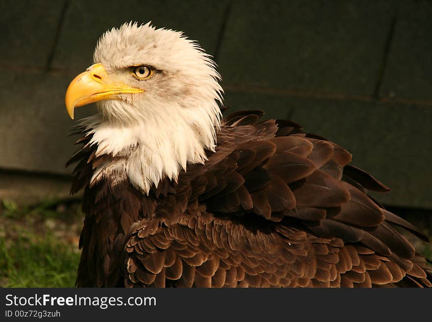 White-tailed eagle