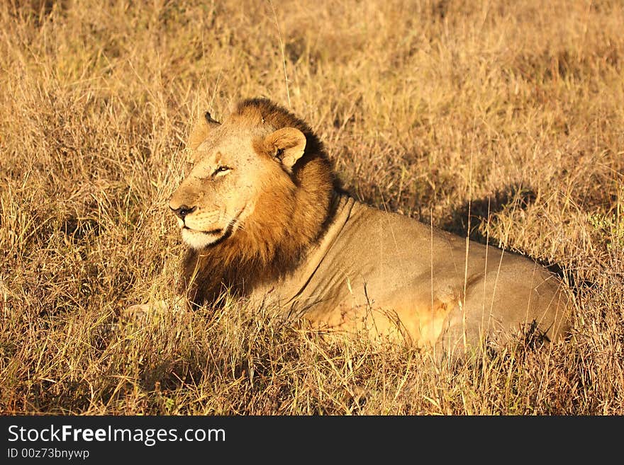 Lion in Sabi Sands Reserve, South Africa