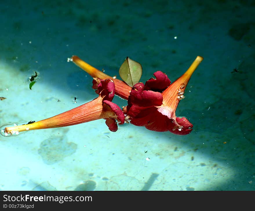 Flowers in water