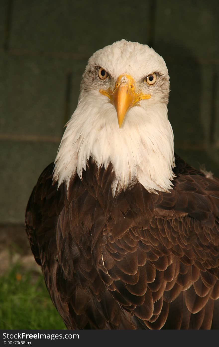 White-tailed eagle