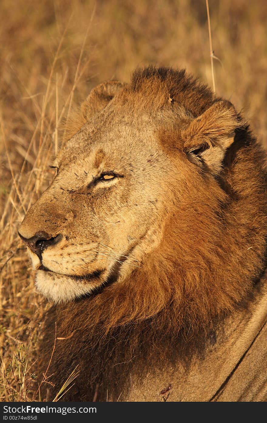 Lion in Sabi Sands Reserve, South Africa