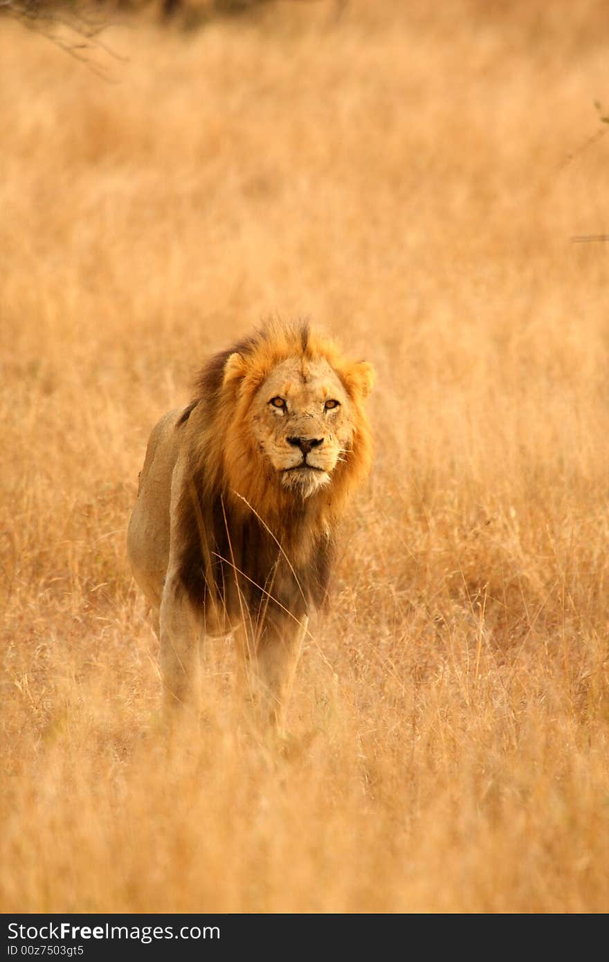 Lion in Sabi Sands Reserve, South Africa