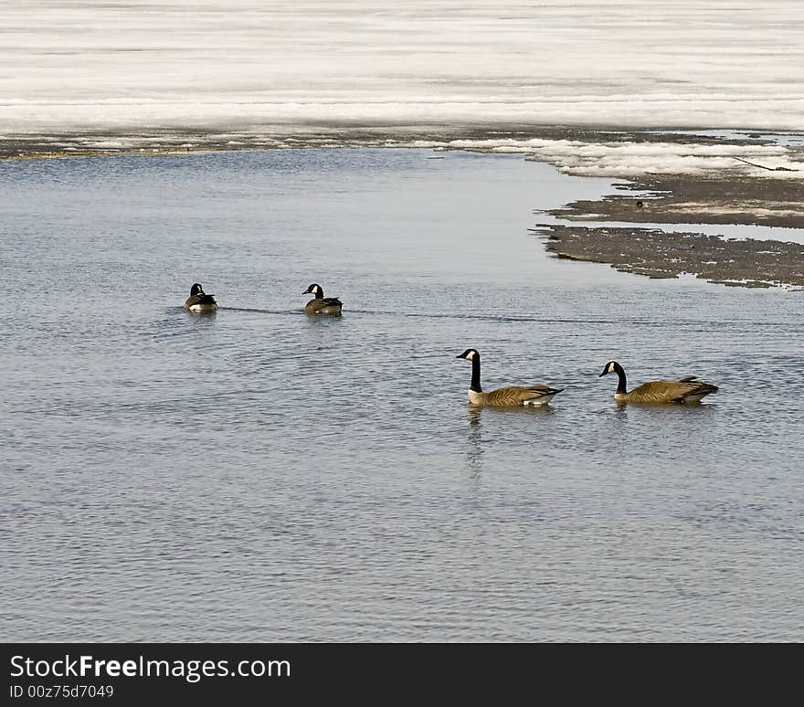 Geese In Lake