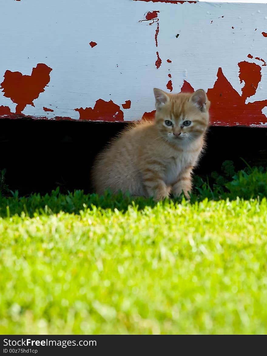 Kitten at the door of shed