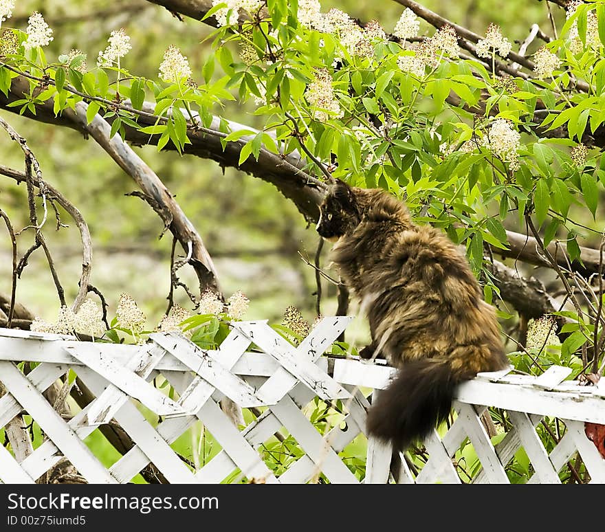 Cat sitting on a fence watching birds. Cat sitting on a fence watching birds