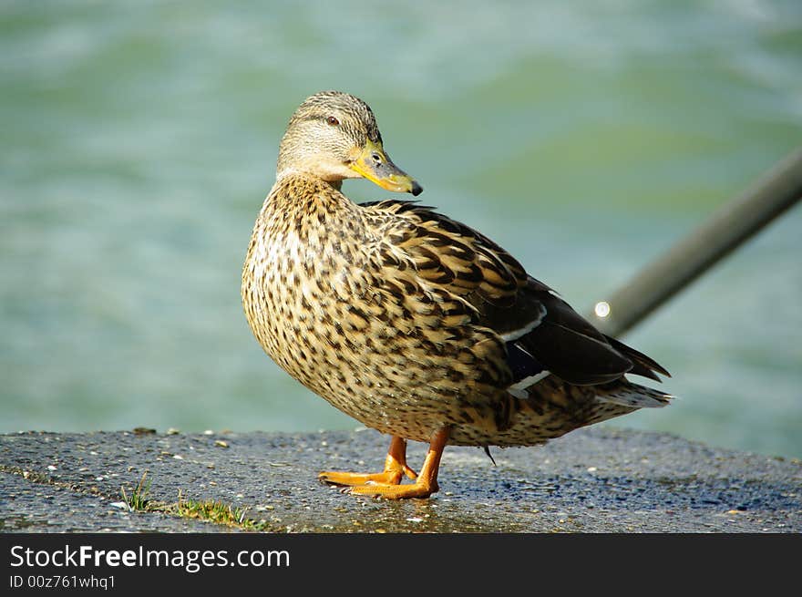 Duck female brown