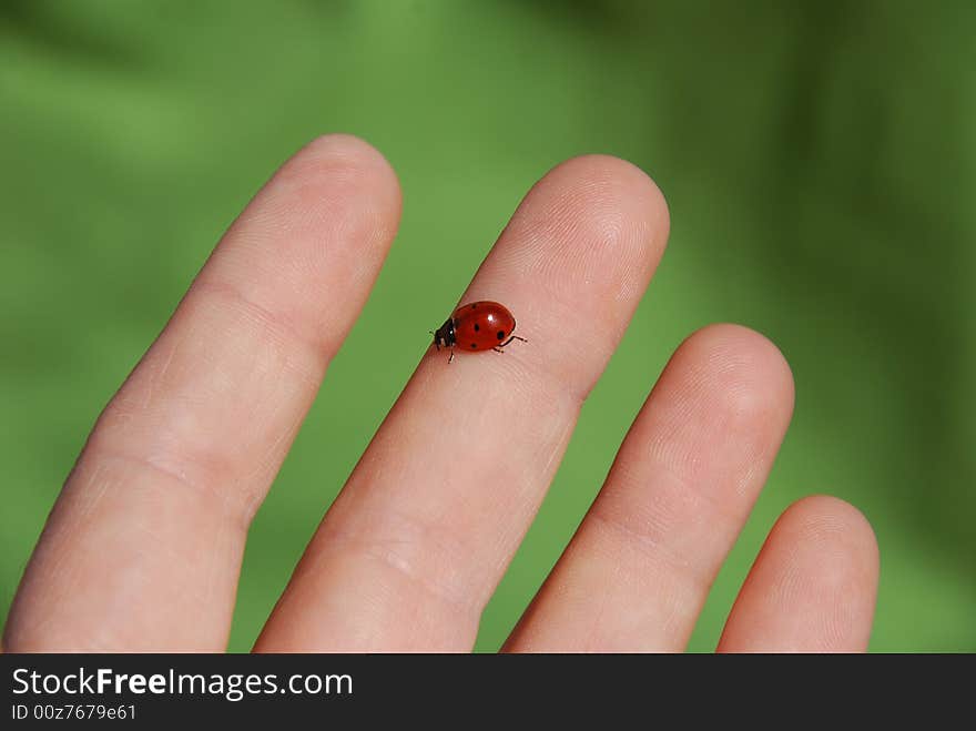 Ladybug on a hand