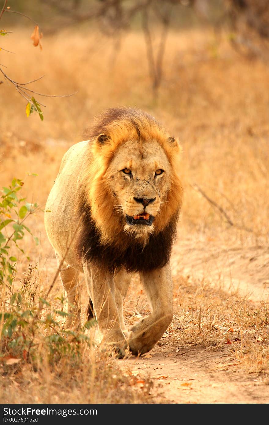 Lion in Sabi Sands Reserve, South Africa