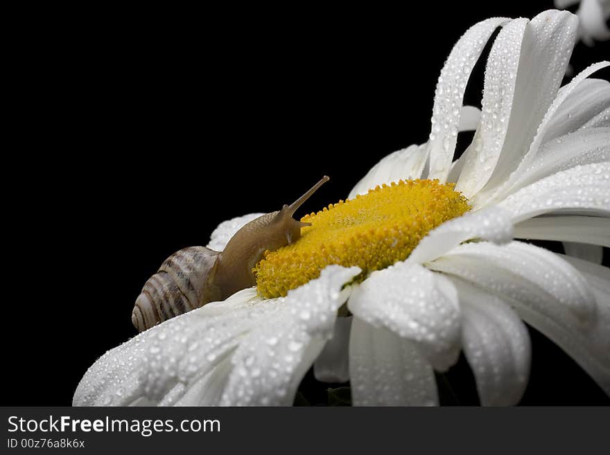 Snail on the white chamomile on black background