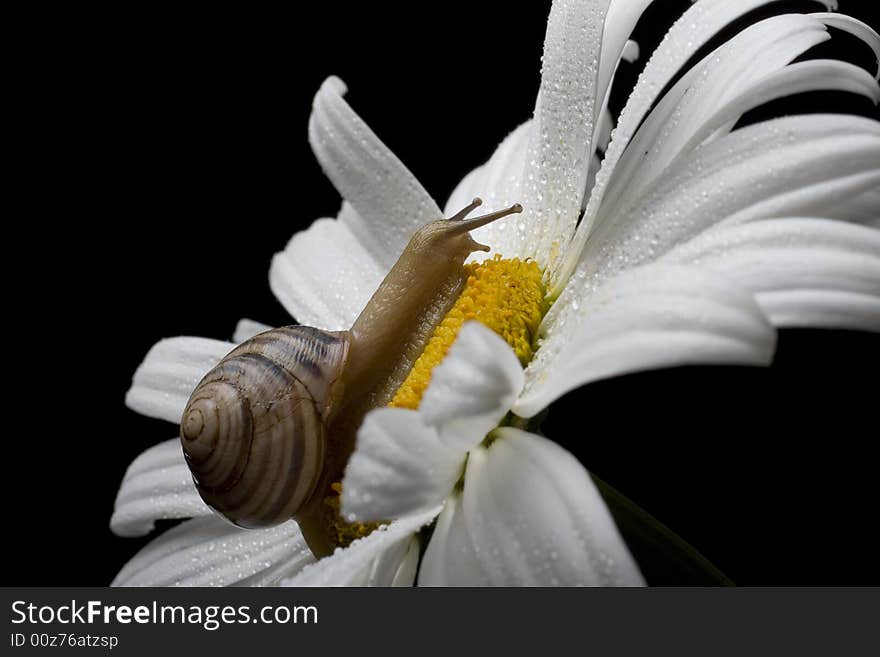 Snail On The White Chamomile