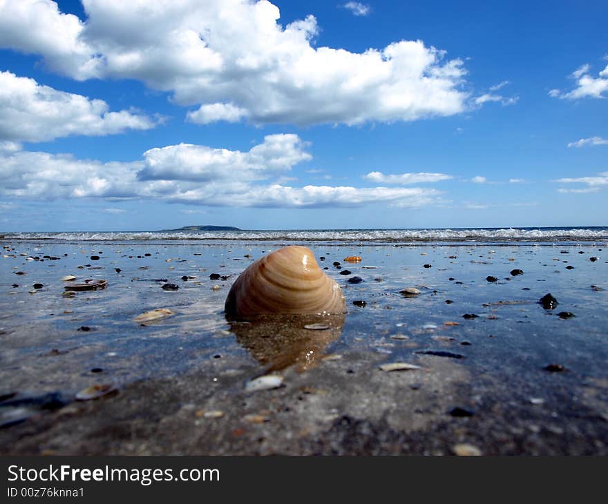 Shell at beach under the cloudy sky