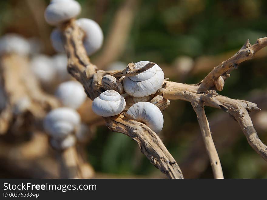 Invasion of snails