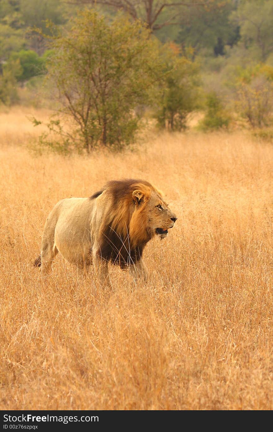 Lion in Sabi Sands Reserve, South Africa