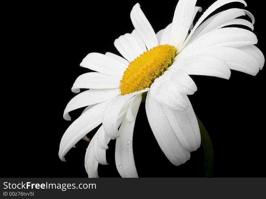 White chamomile isolated on black background