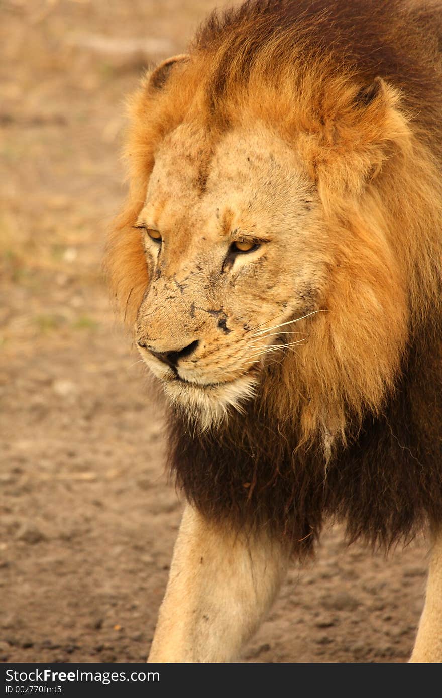 Lion in Sabi Sands