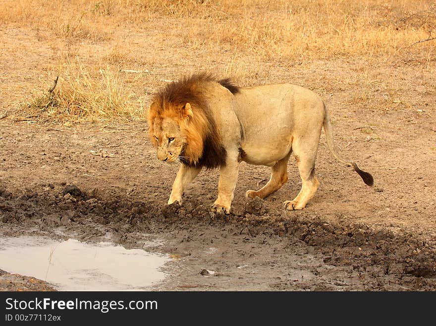 Lion in Sabi Sands