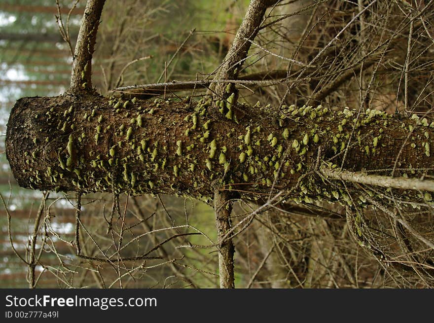 Stump at moss