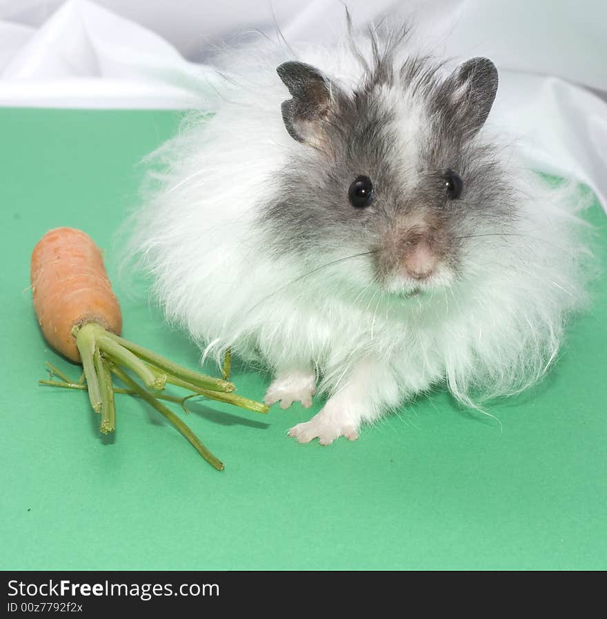 Hamster with carrot on green background