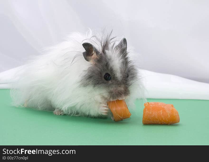 Hamster with carrot on green background