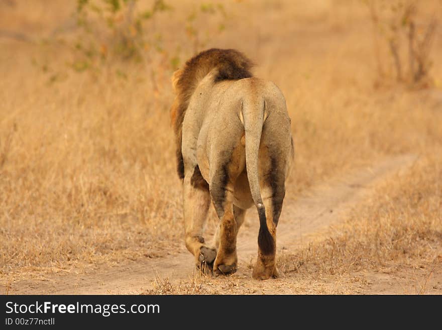 Lion in Sabi Sands