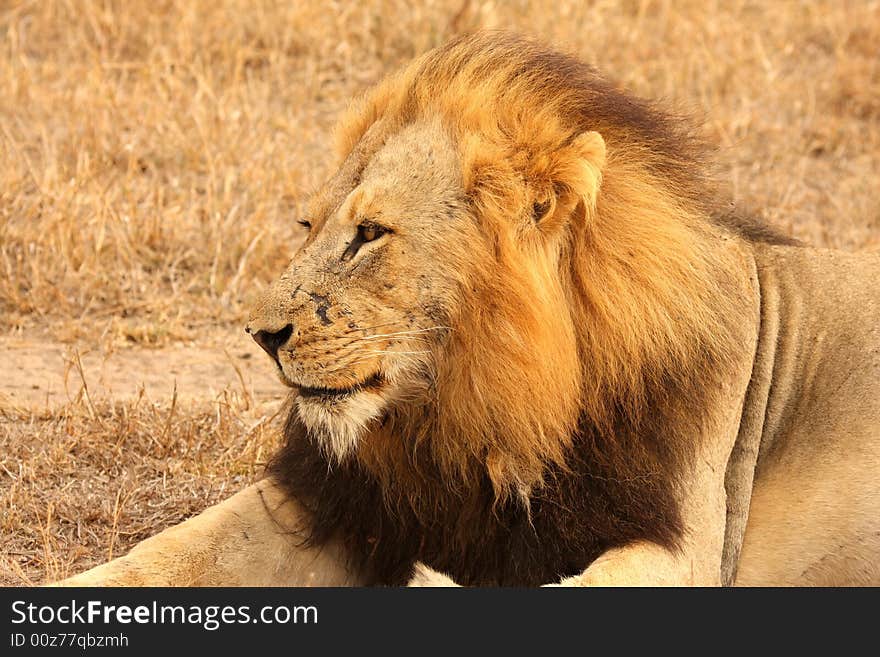 Lion in Sabi Sands