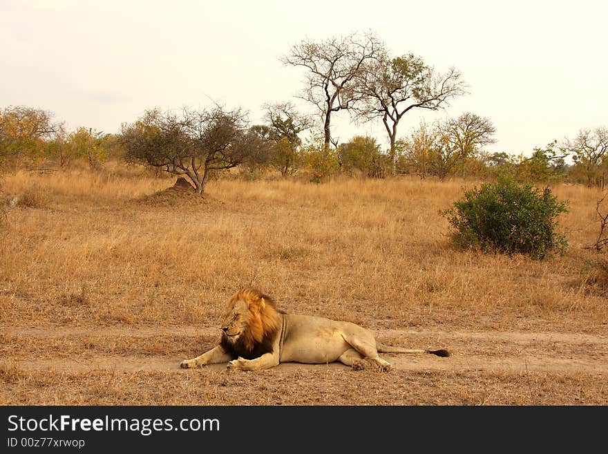 Lion in Sabi Sands Reserve, South Africa