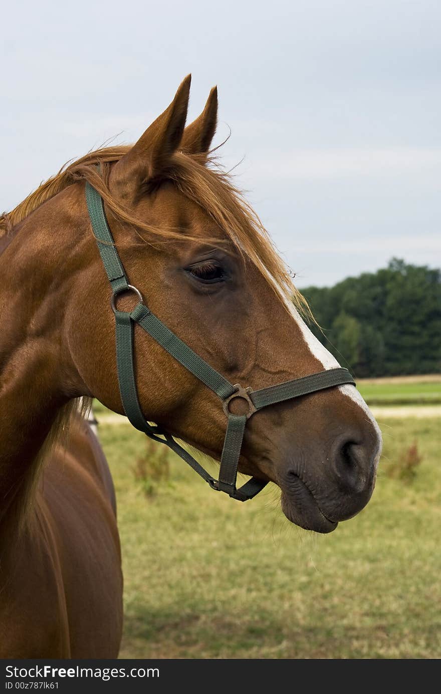 Portrait of a horse standing in a meadow. Portrait of a horse standing in a meadow.