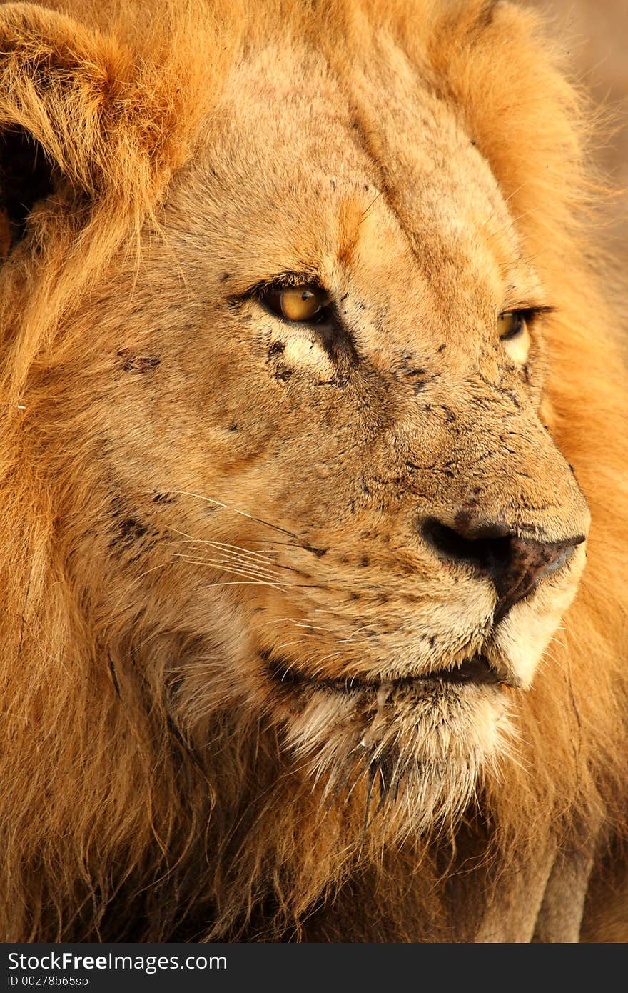 Lion in Sabi Sands Reserve, South Africa